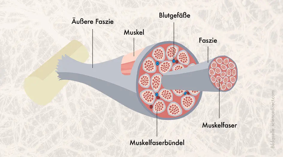 Was sind Faszien? Ein Überblick, einfach erklärt