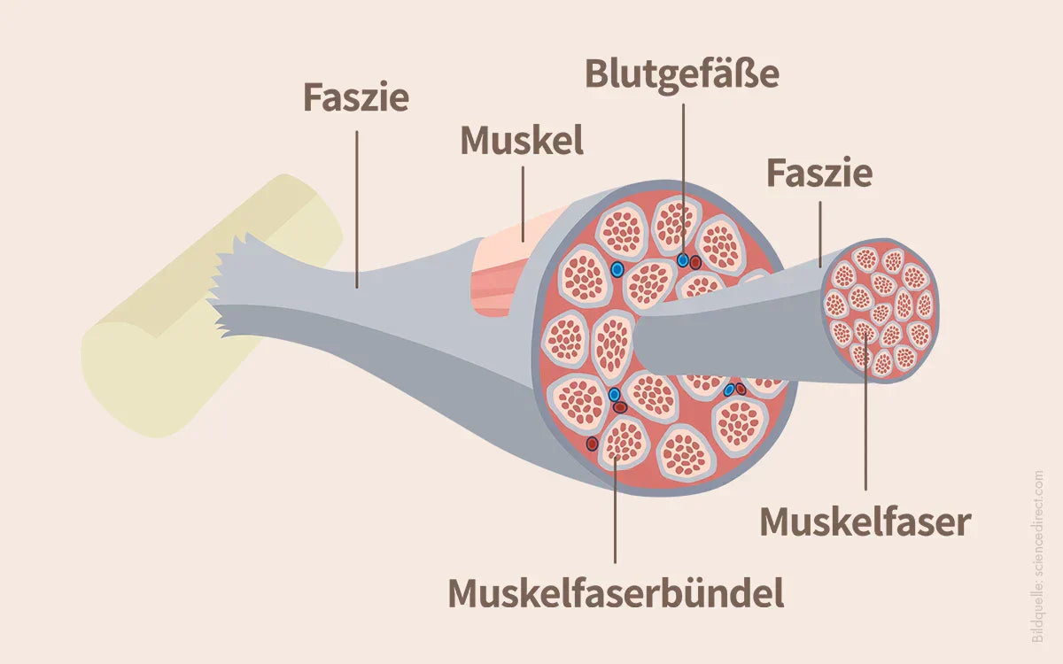 Was sind Faszien? Die Basics und ihre Aufgaben einfach erklärt